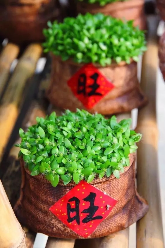 春節(jié)到！蕪湖業(yè)主家居如何布置才能驚艷親友！
